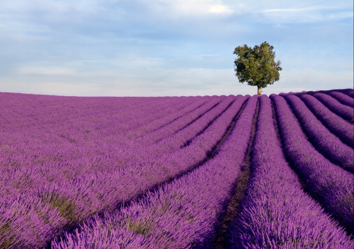 

Fototapeta Flizelinowa Pole lawendy 208x146