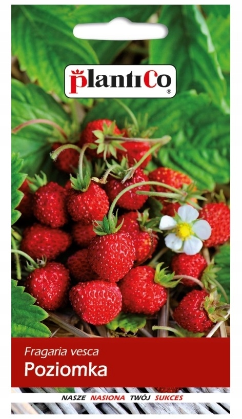 POZIOMKA bezrozłogowa REGINA nasiona 0,2g PlantiCo