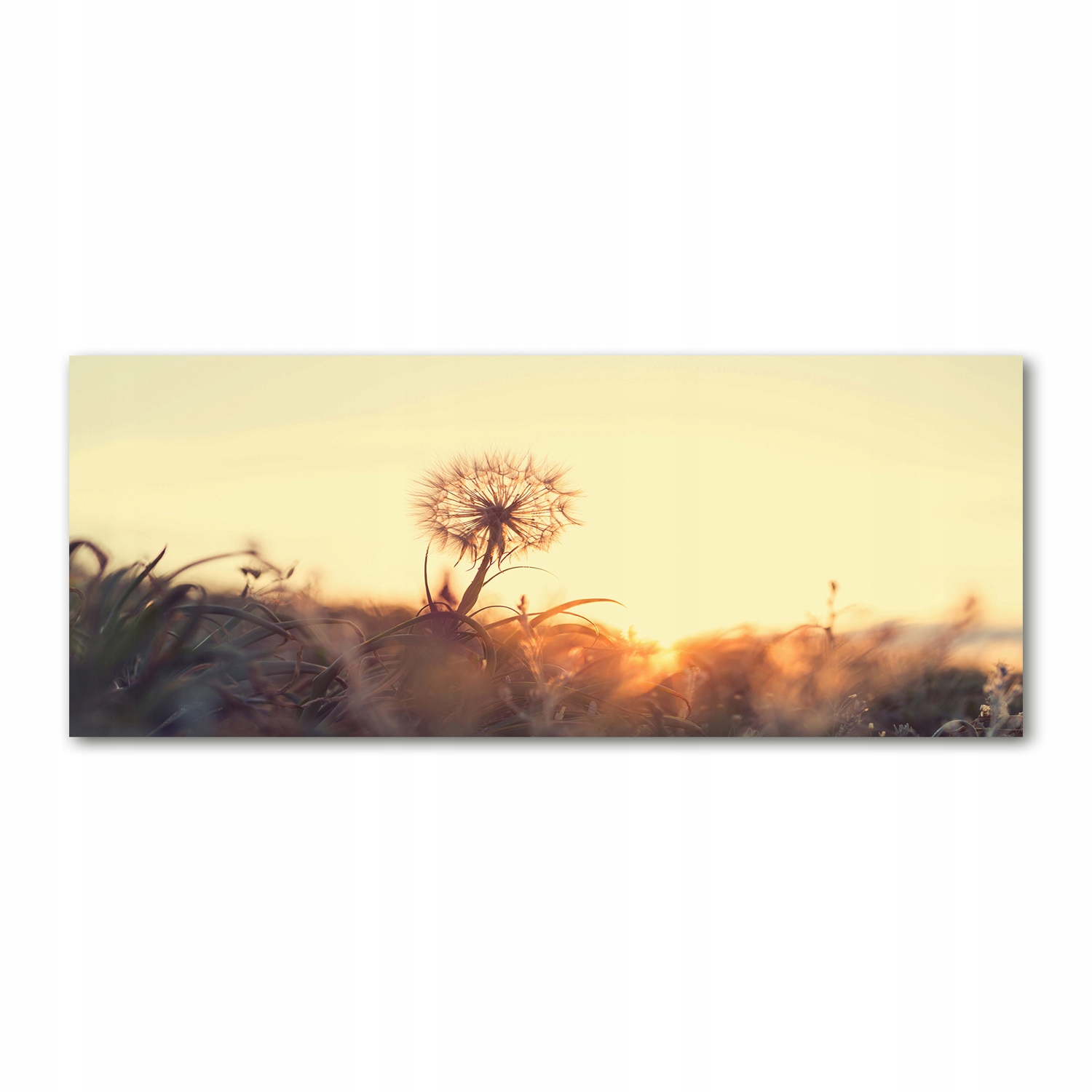 

Foto obraz akryl nowoczesny Dmuchawiec 125x50 cm