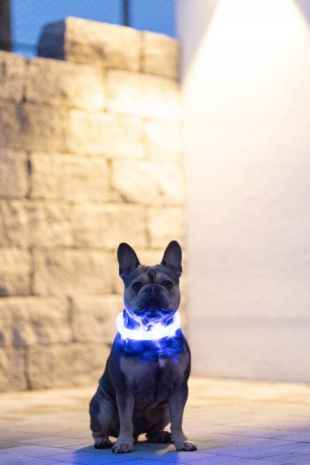 Levně Kerbl Svítící obojek pro psy s dlouhou srstí, modrý, 65 cm