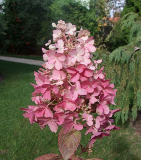 HORTENSJA CANDLELIGHT - sadzonki w doniczkach