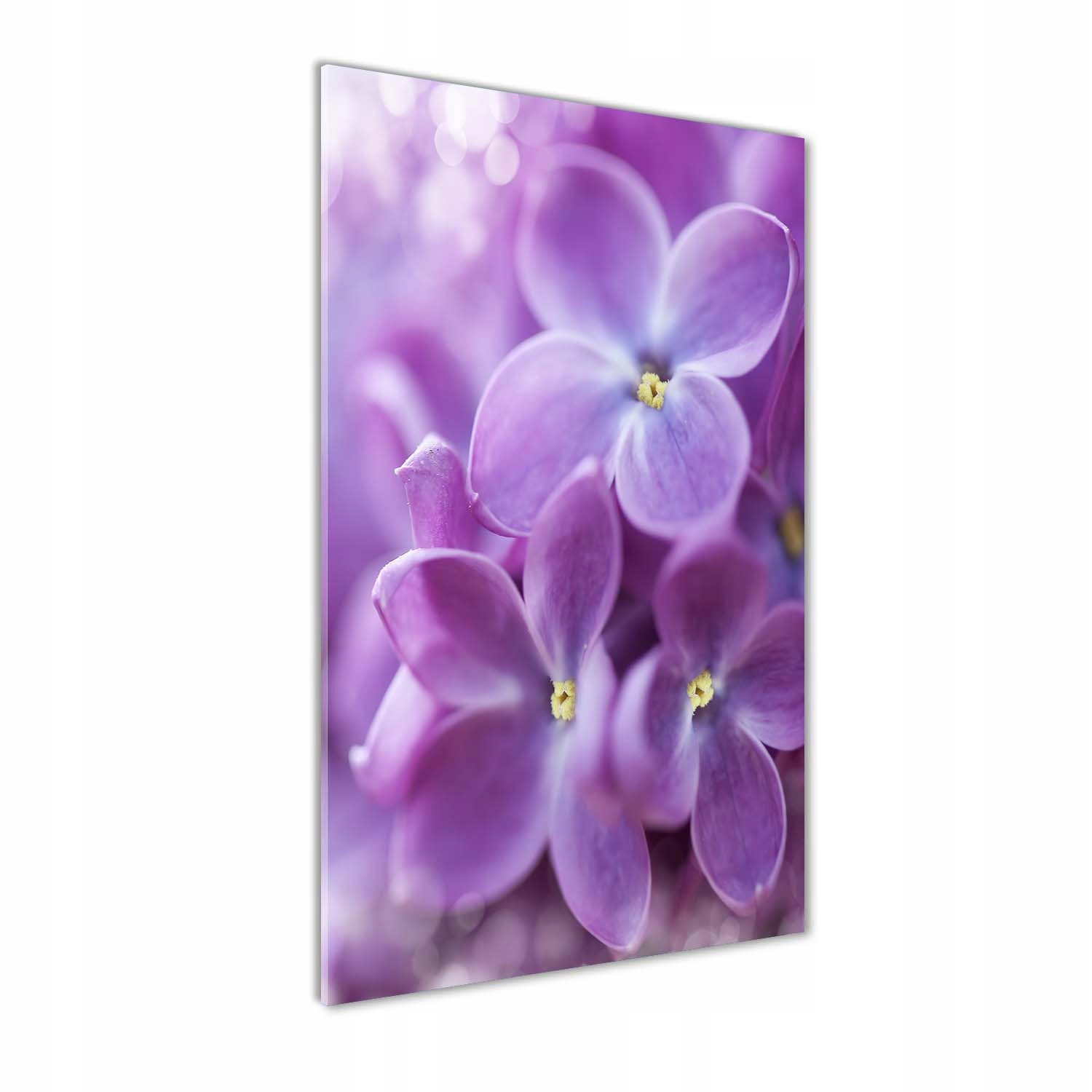 

Foto obraz akrylowy na ścianę Kwiaty bzu 50x100cm
