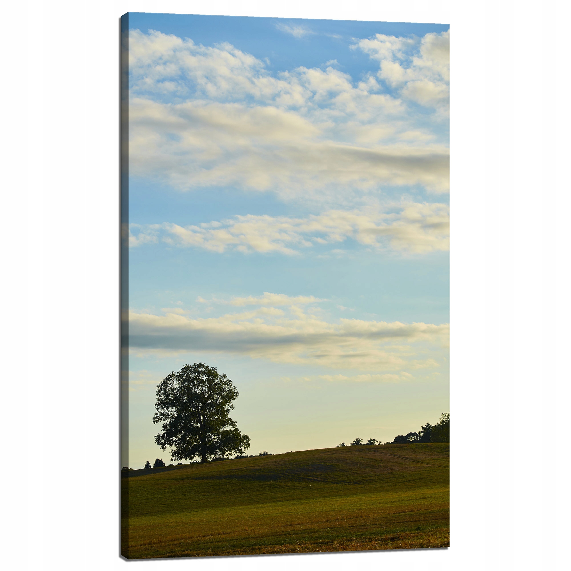 Obraz Canvas Příroda Stromek v poli 60x100 cm