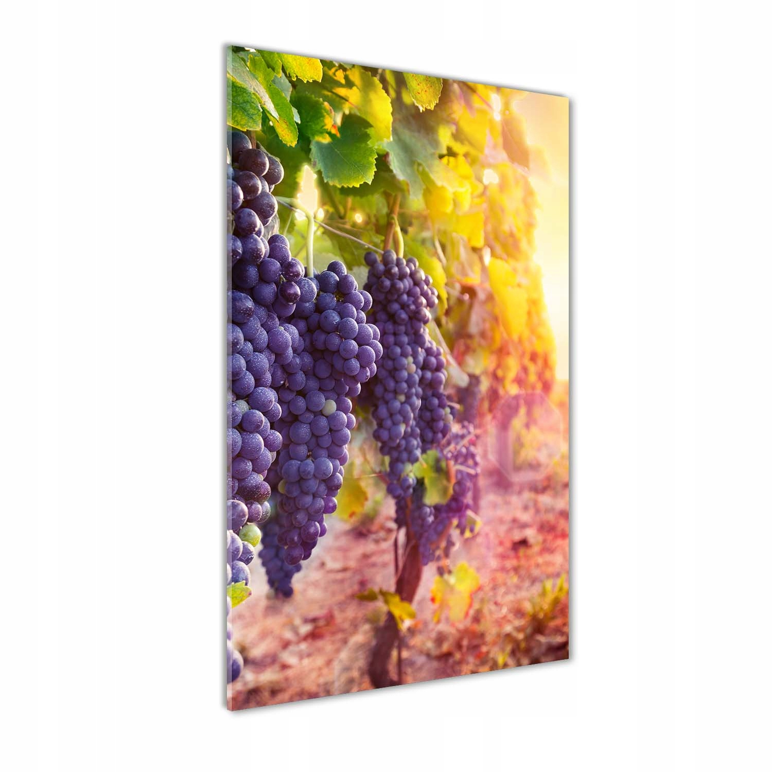 

Foto obraz akrylowy na ścianę Winnica 70x140 cm