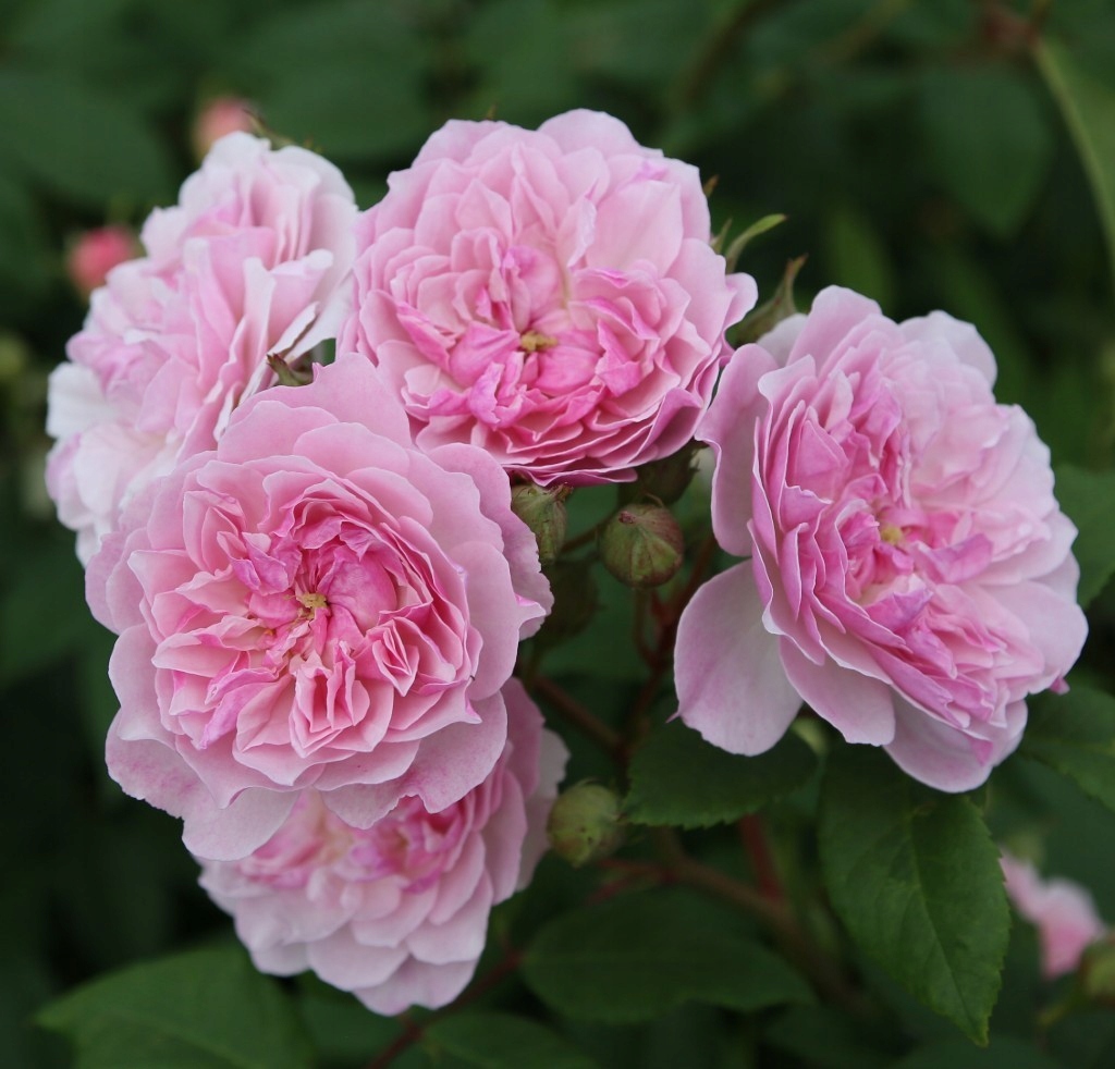 Róża Pnąca Romantic Siluetta Kordes