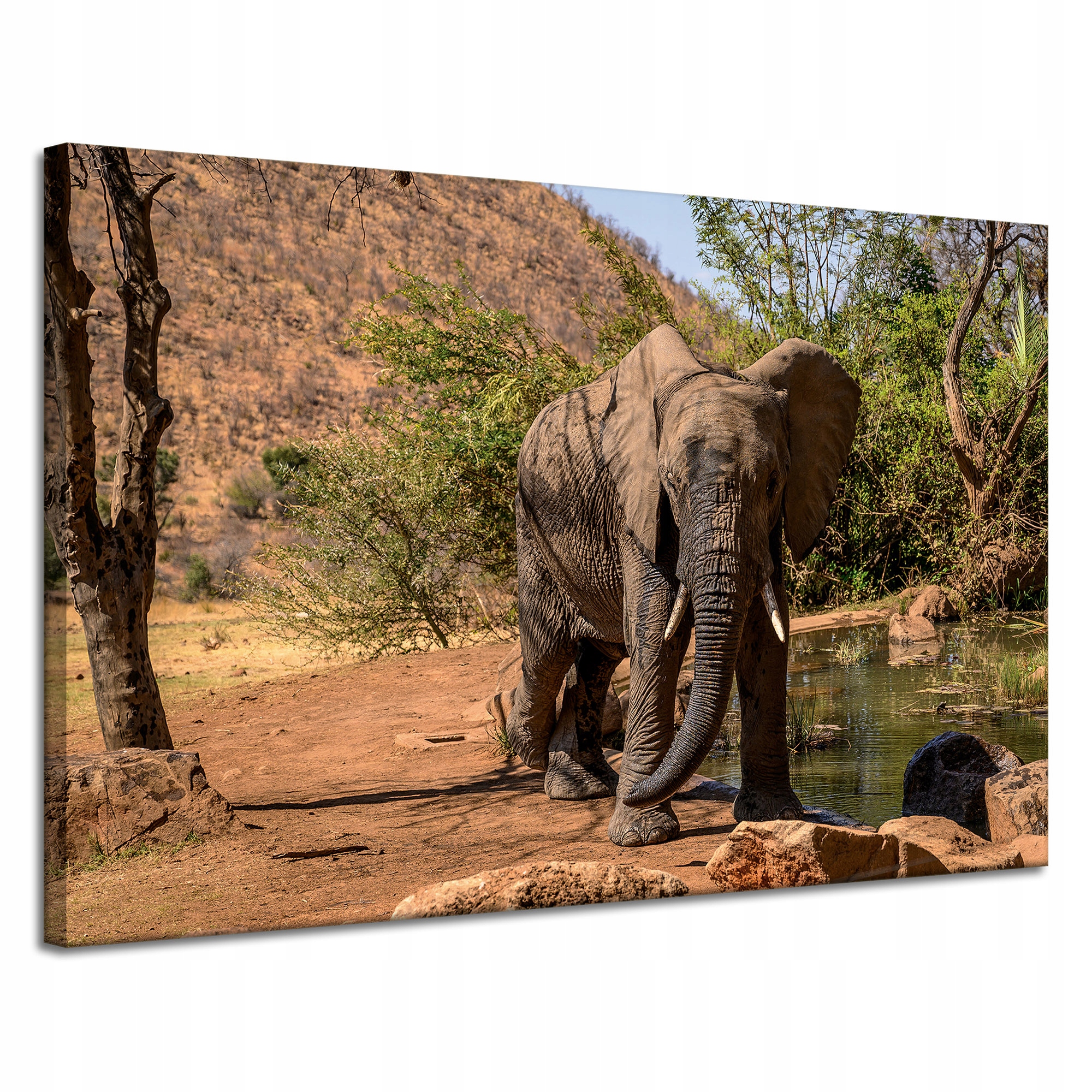 Obraz na plátně Slon Afrika Voda Bláto Slunce 120x80 cm