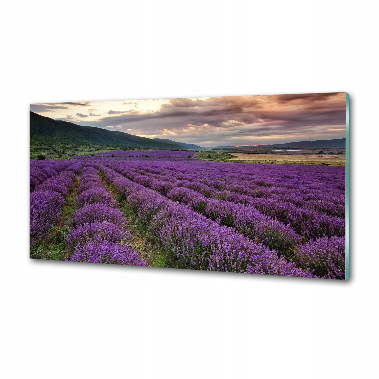 Dekoračný panel zo skla Pole levandule 120 x 60 cm Lepidlo