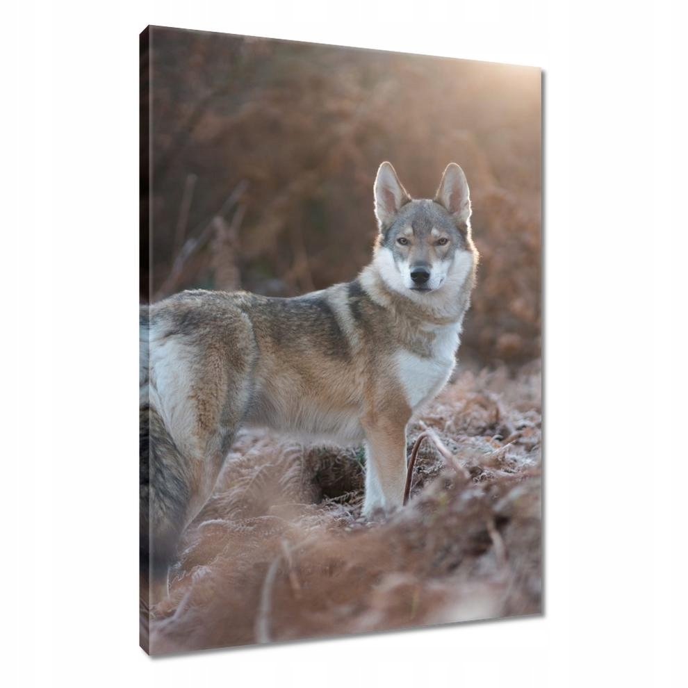 

Obrazy 40x60 Wilk Wilki Wolf
