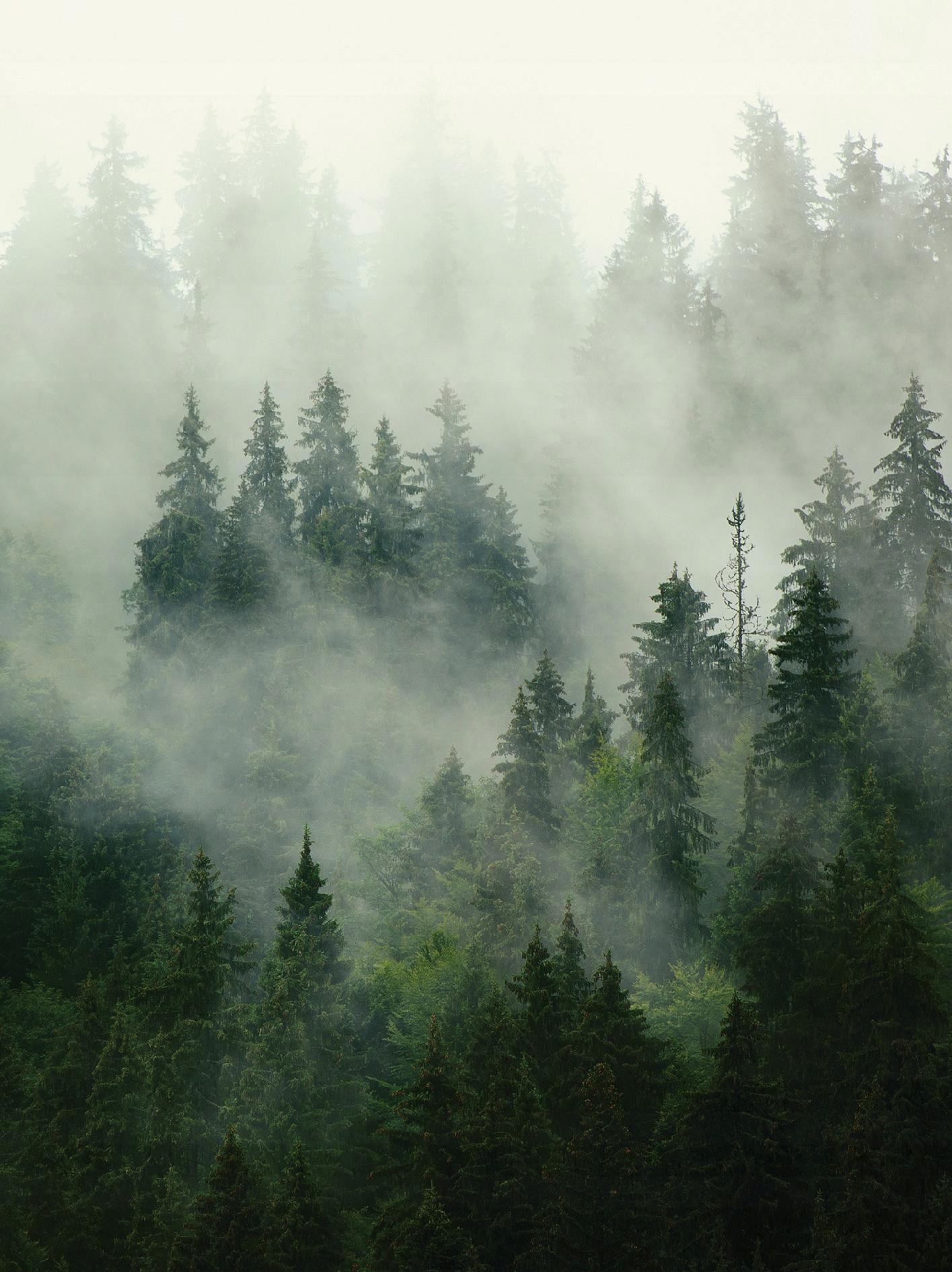 Fototapeta Les V Mlze Vertikální Zamlžený Les Na Vliesové Tapetě 184x254