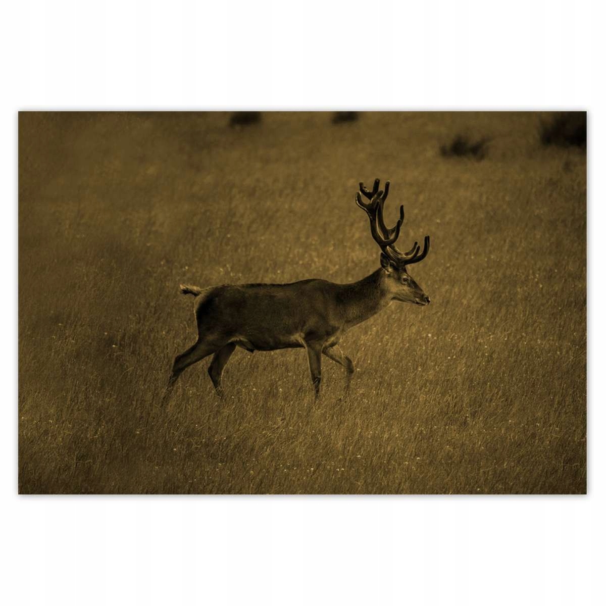 Plakáty 200x135 Jelen