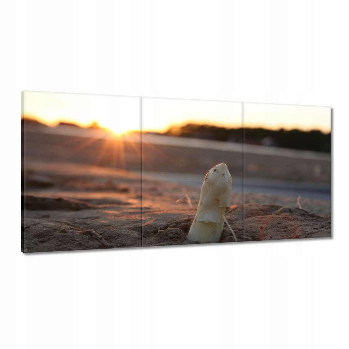 Obrazy 120x60 Růst chřestu
