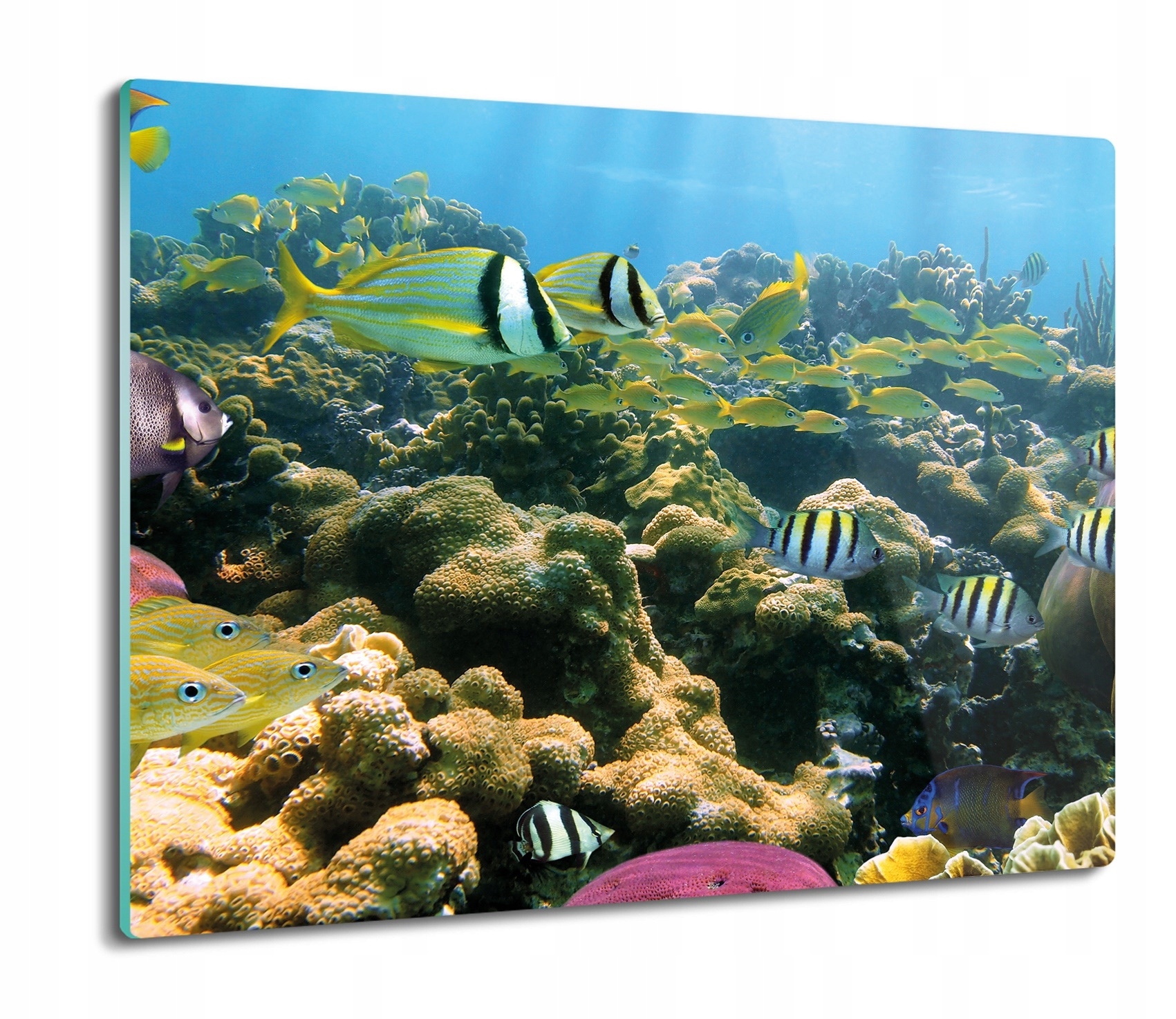 

Rafa koralowa ryby 60x52 deska prostokątna szklana