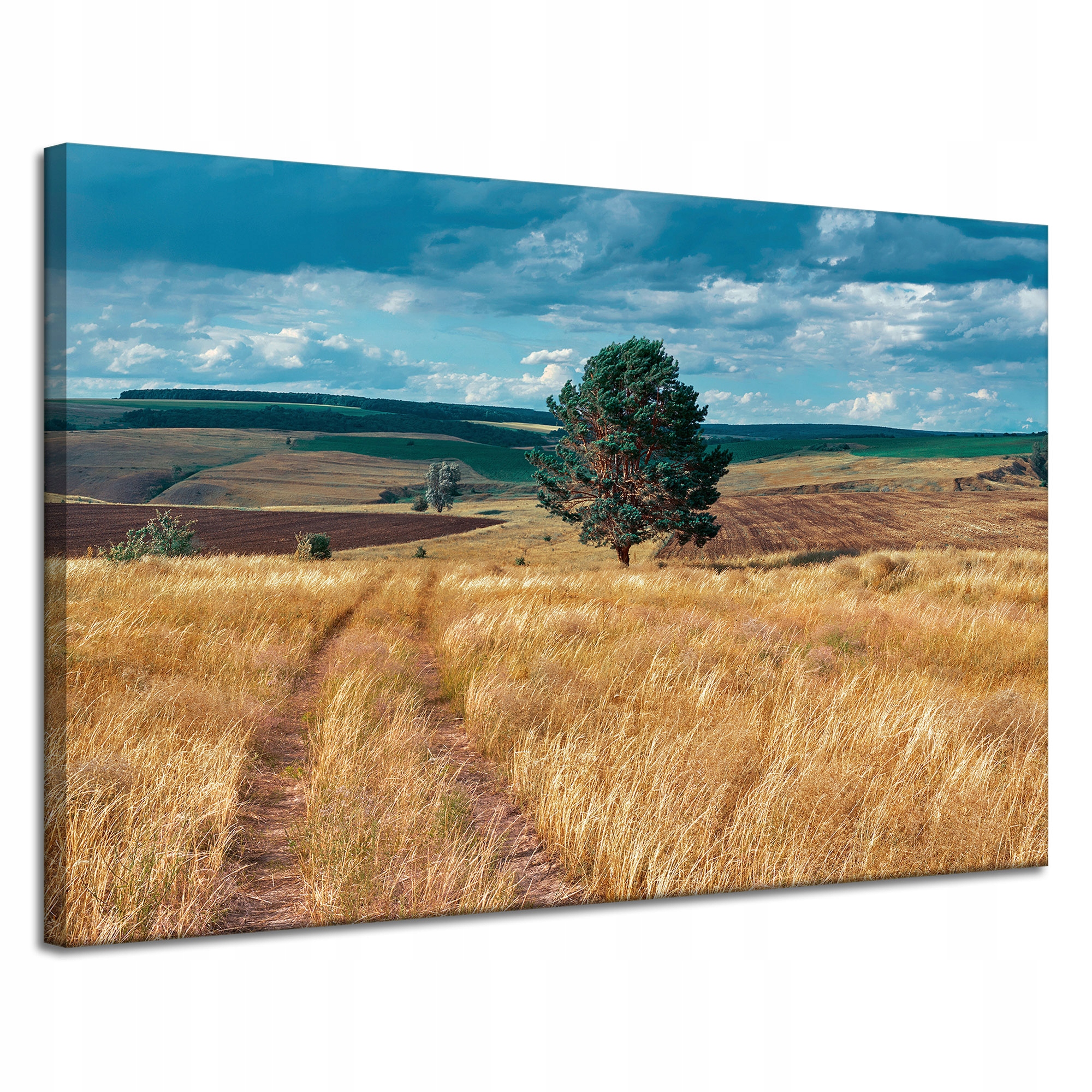 Obraz na plátně Pole Obilí Příroda Mraky Krajina 120x80 cm
