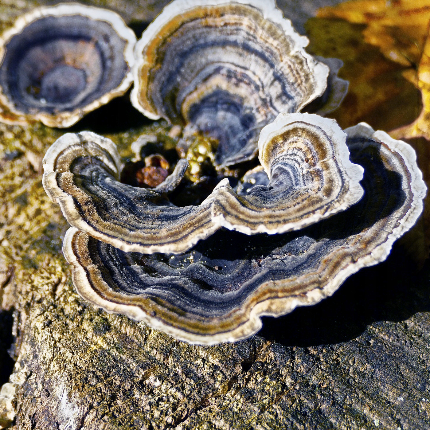 

Wrośniak różnobarwny Trukey Tail na kołkach 30 szt