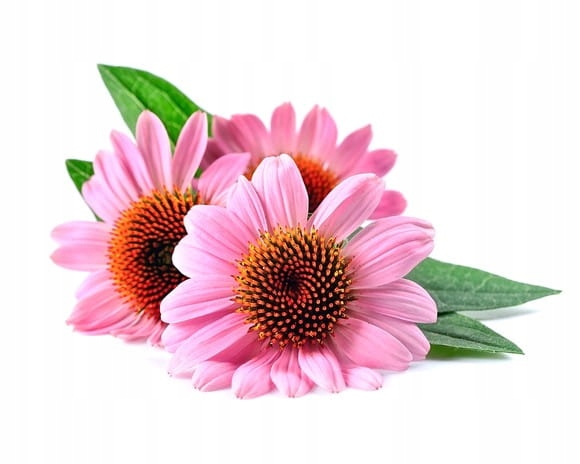 Echinacea Equiherbs 500g
