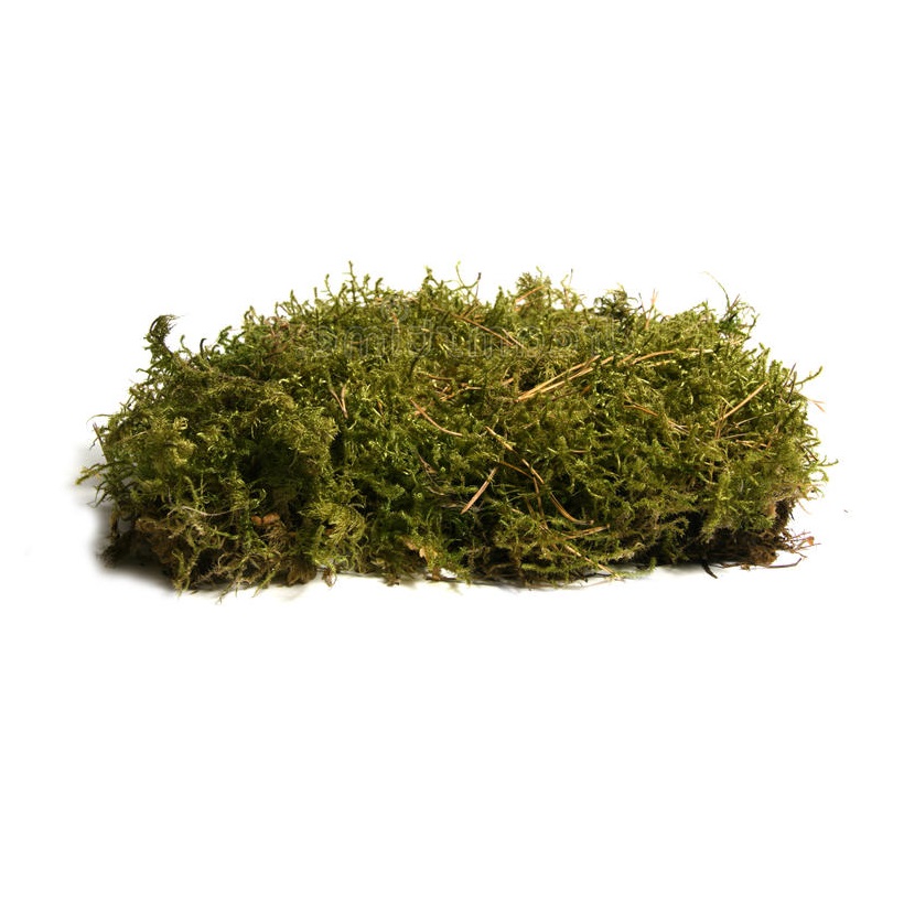 

[Mrówki] Mech leśny naturalny 150 ml