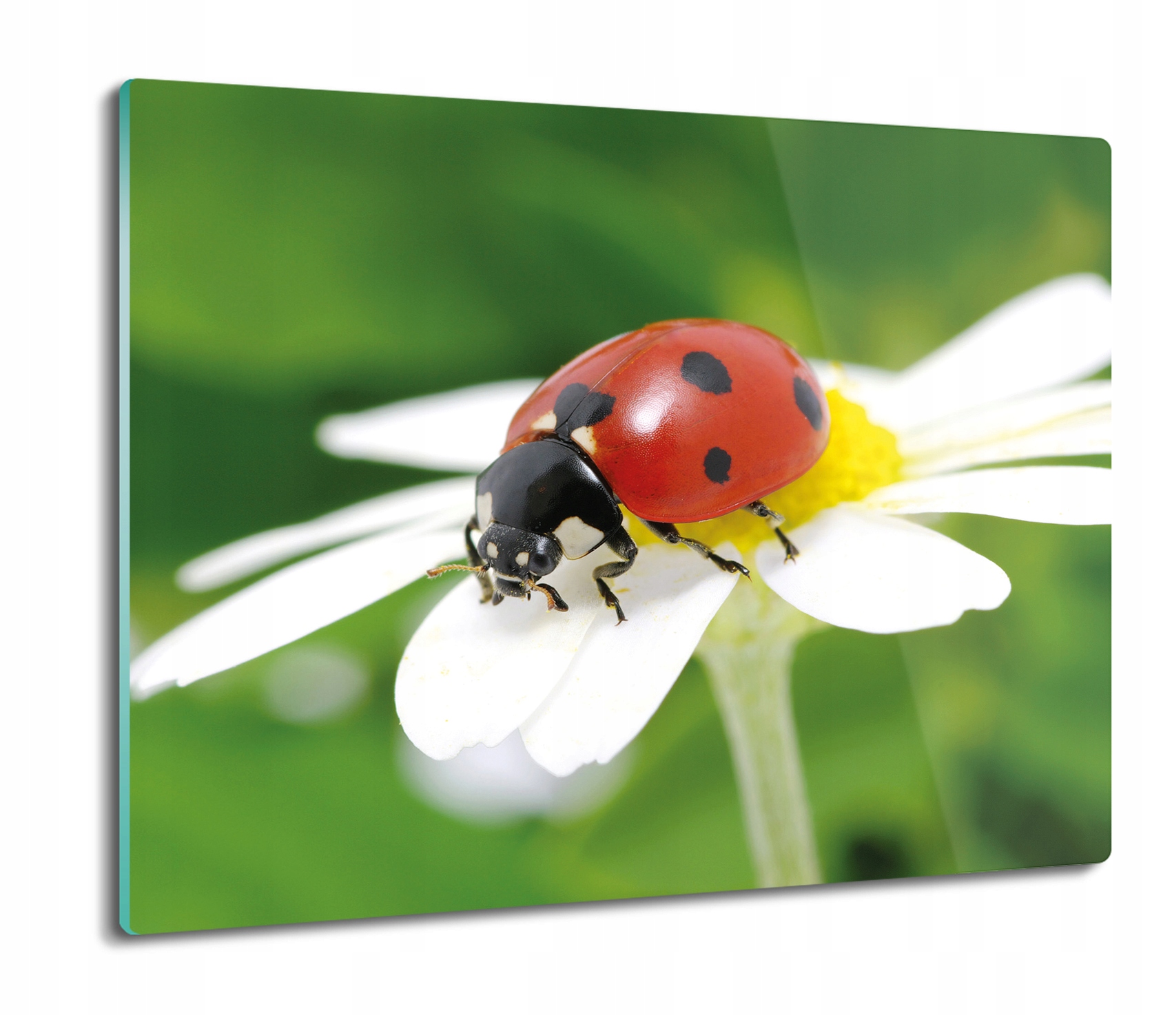 

Owad biedronka kwiat 60x52 deska na blat kuchenny