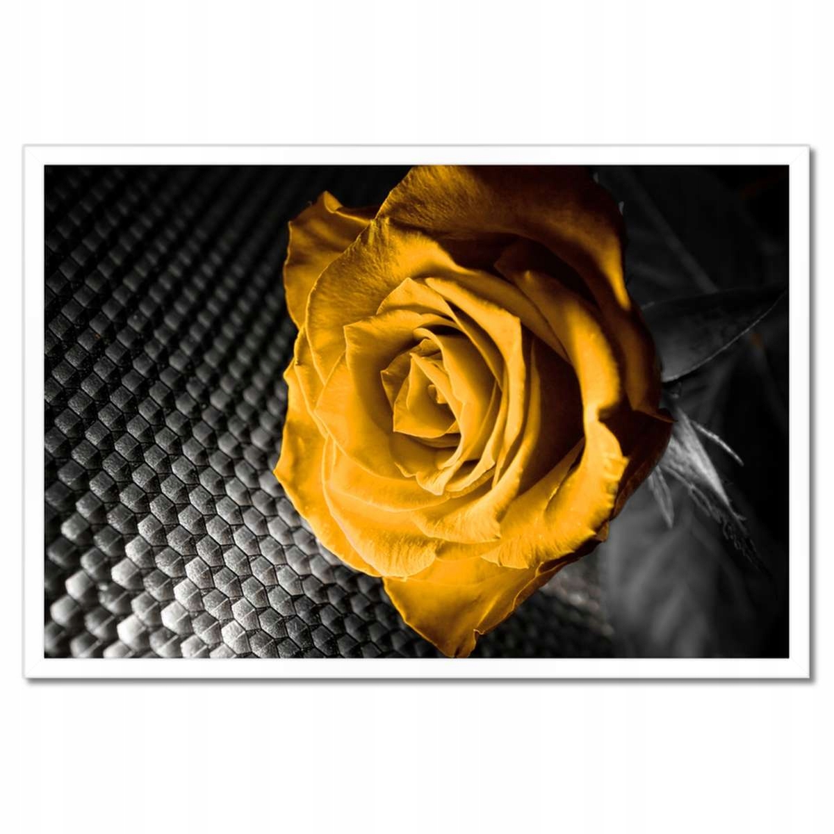Plakáty v rámu 60x40 Žlutá růže
