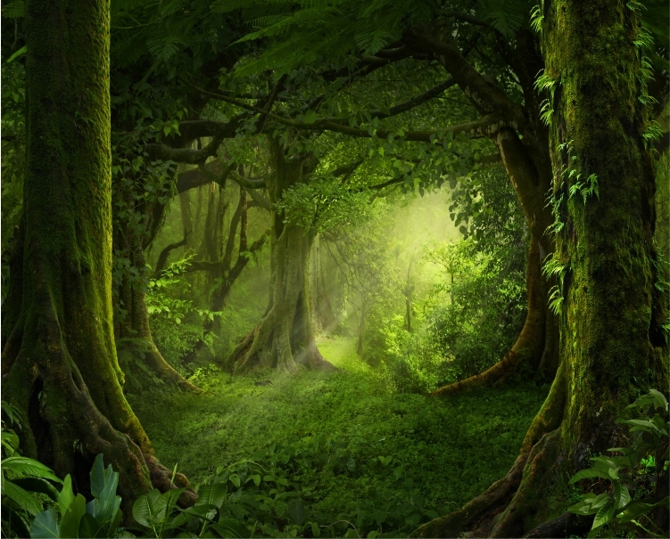 

Fototapeta 3D fliz Las Brzoza Alejka Uliczka Widok