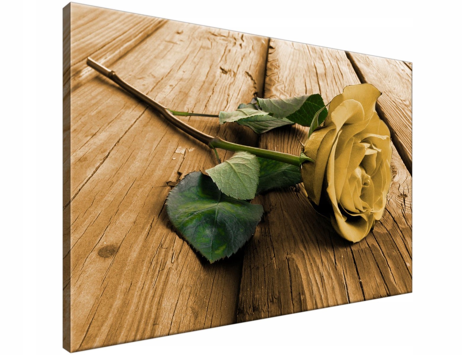 

Obraz drukowany Ciekawa róża 90x60 gratis