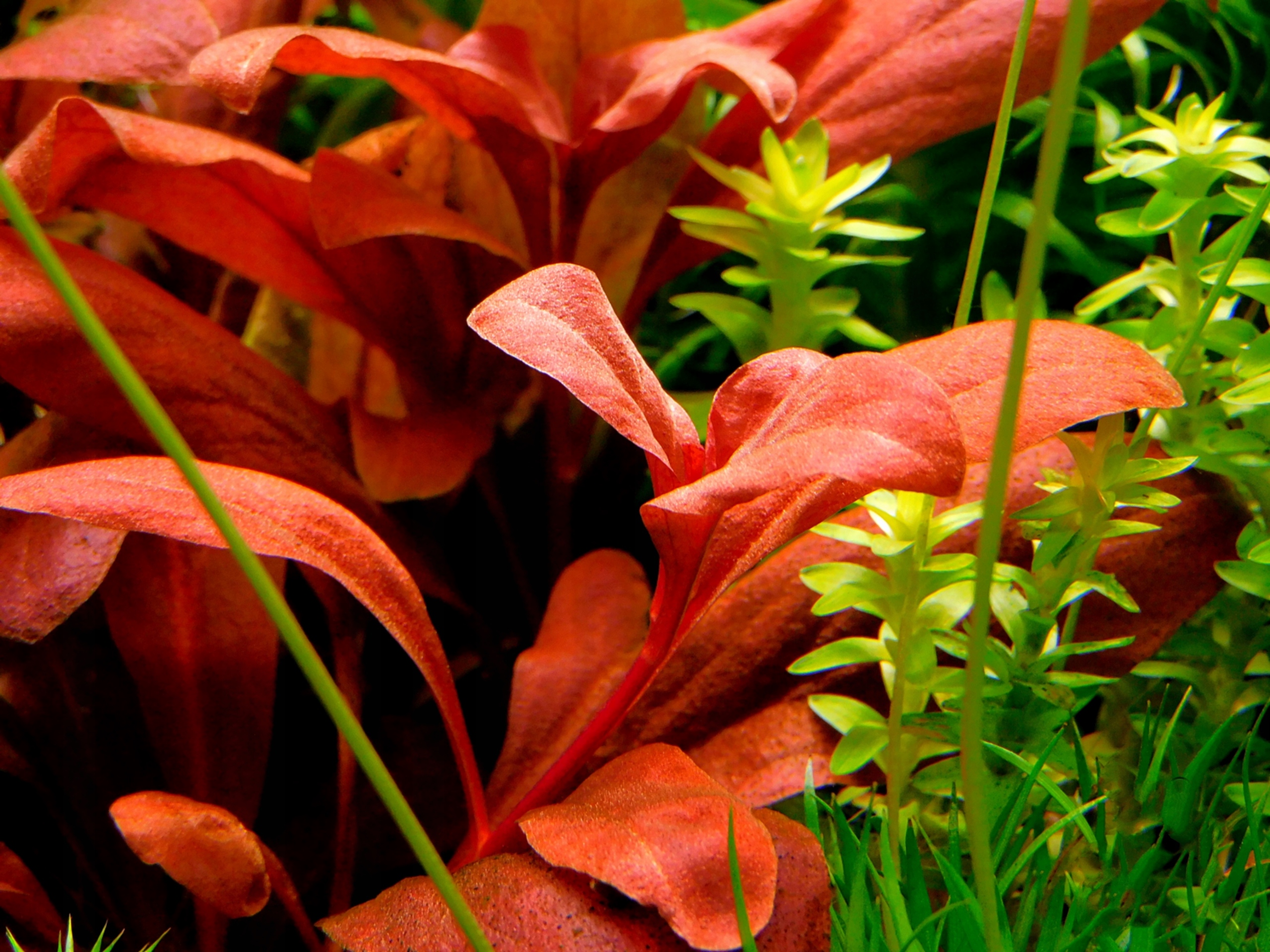 Samolus parviflorus Red RARYTAS