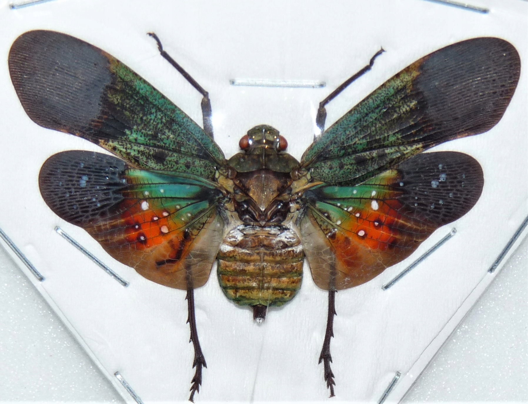 Penthicodes farinosa peleng 50mm