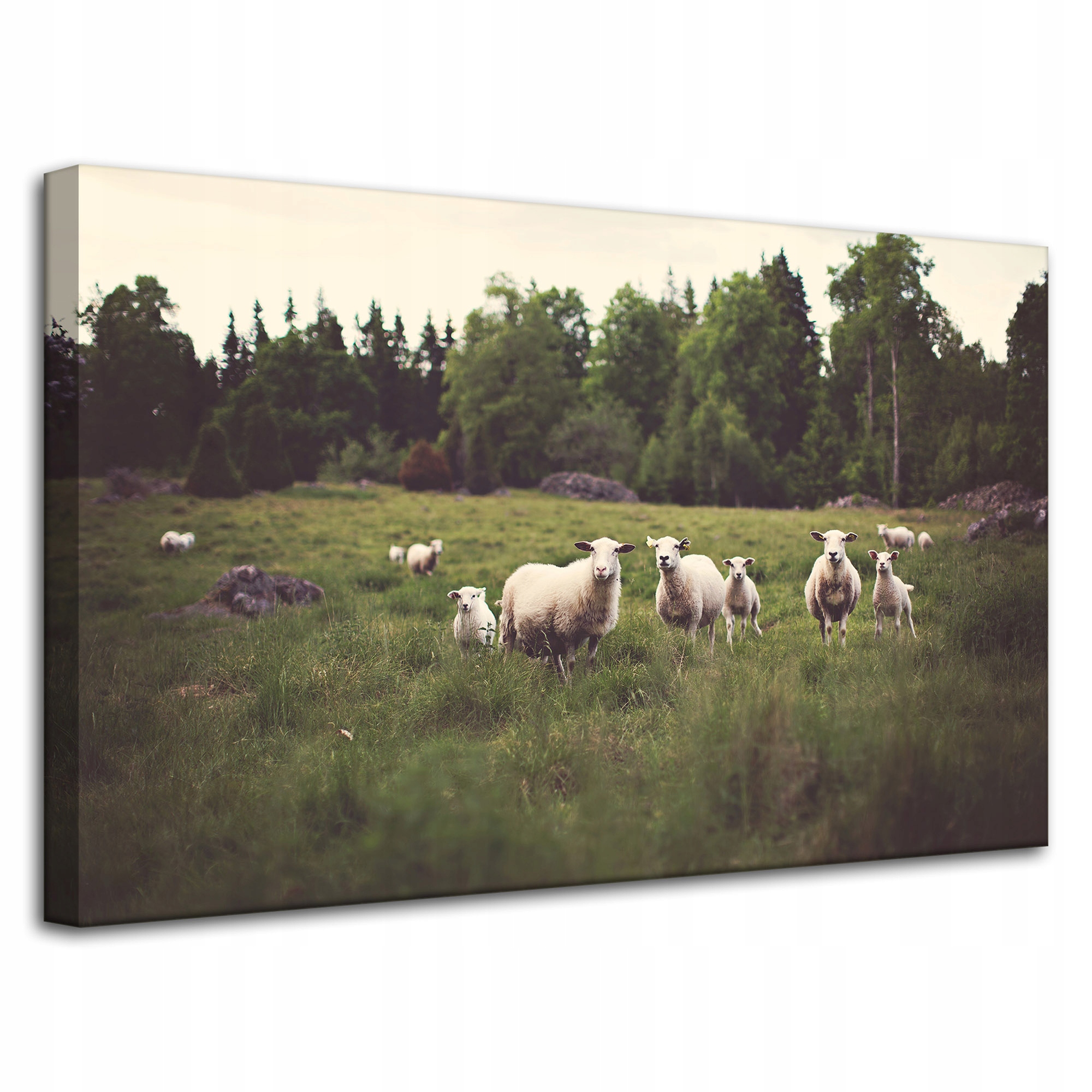 Obraz Canvas Příroda Ovce na pastvě 80x50 cm