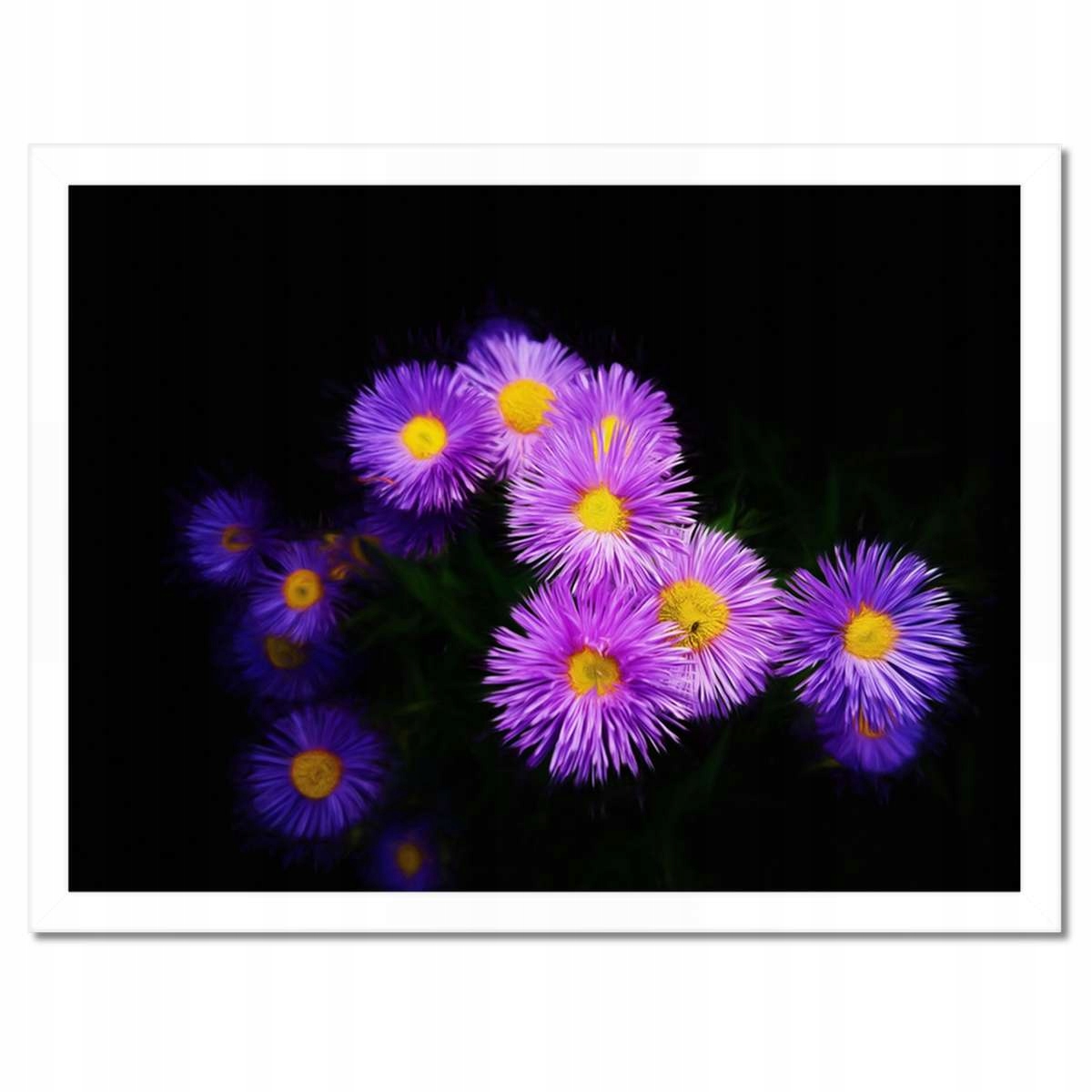Plakáty v rámu 40x30 Fialové květy aster