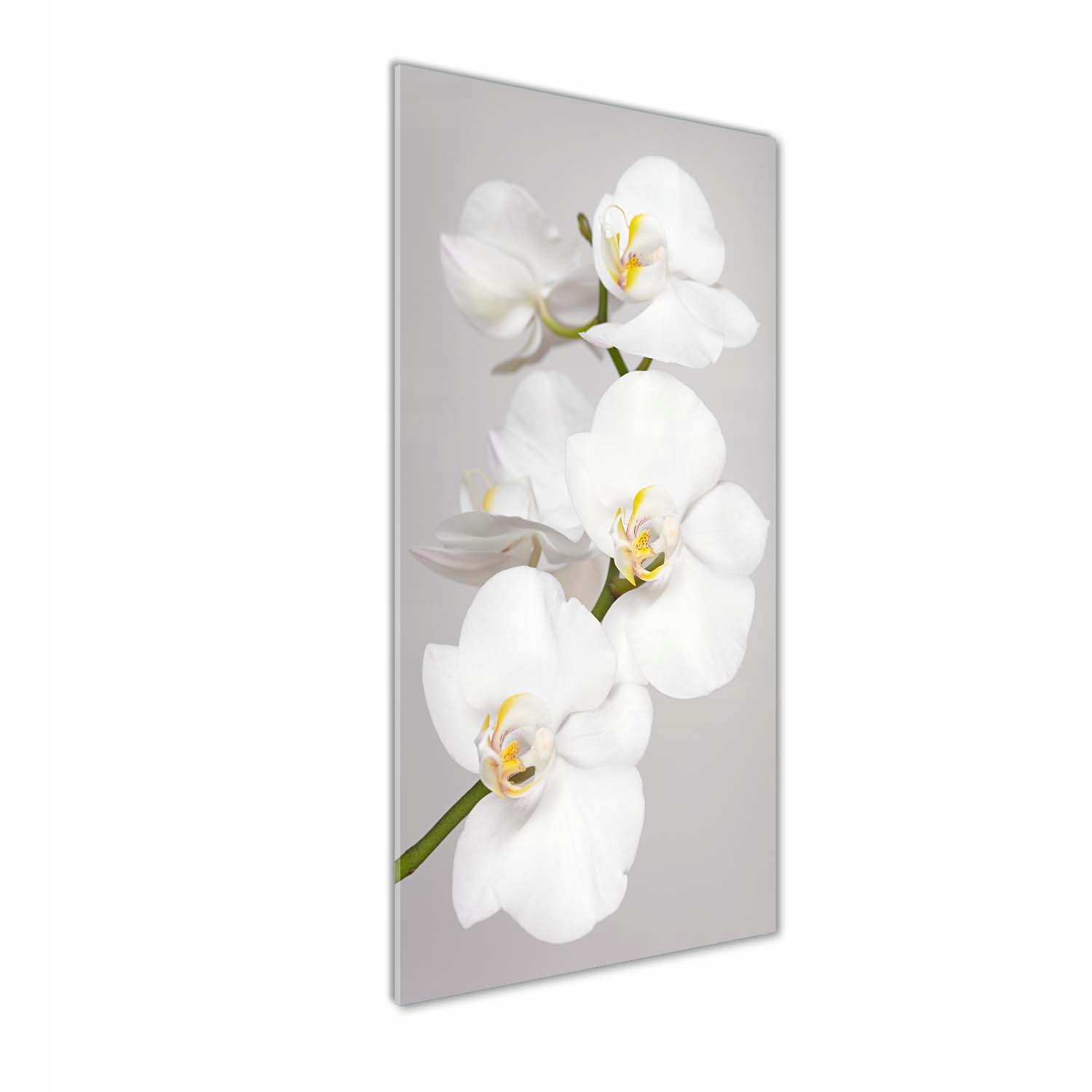 

Foto obraz zdjęcie na szkle Biała orchidea 50x125