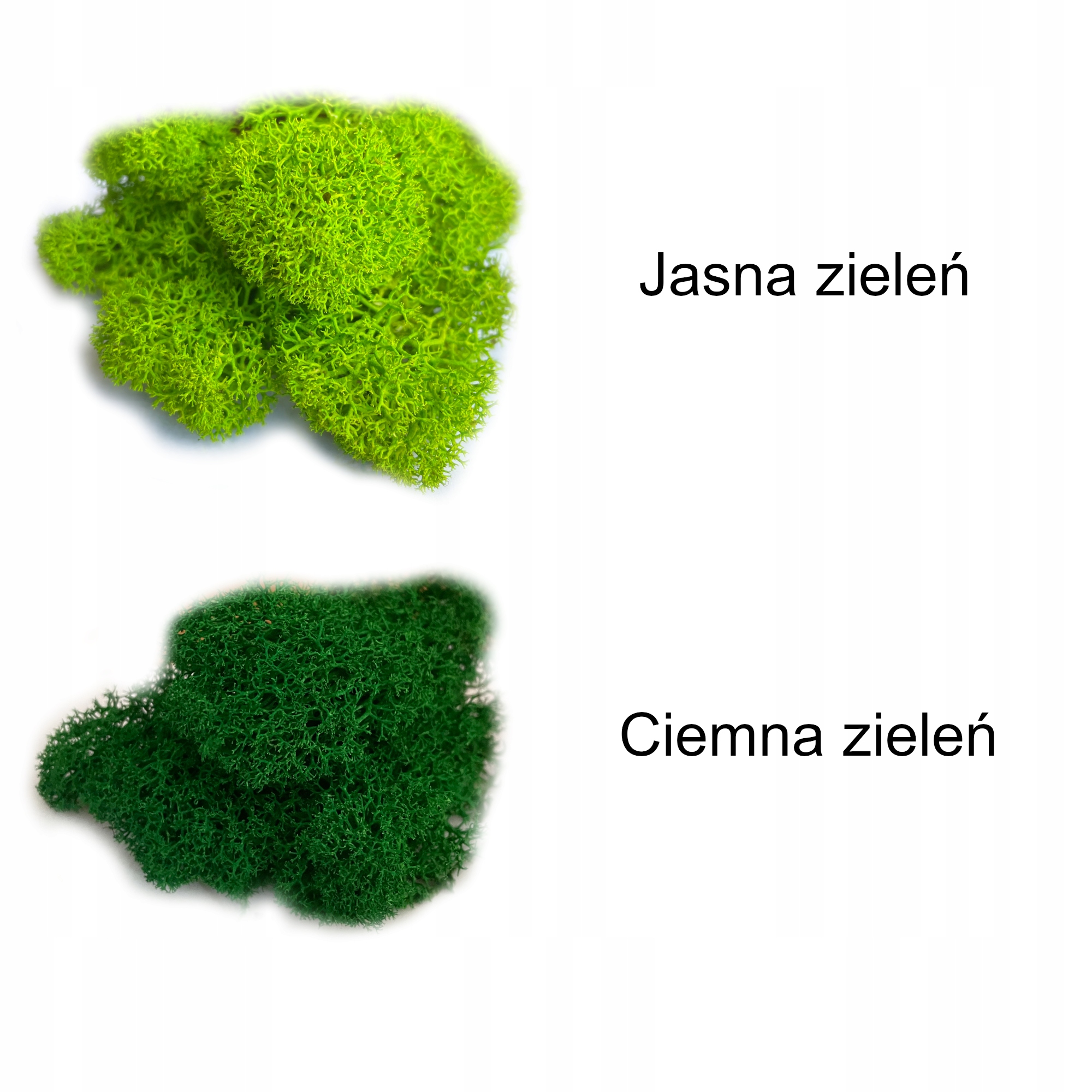 Mech Chrobotek NATURALNY Obraz z MCHU 90 x 20 cm Szerokość produktu 20 cm