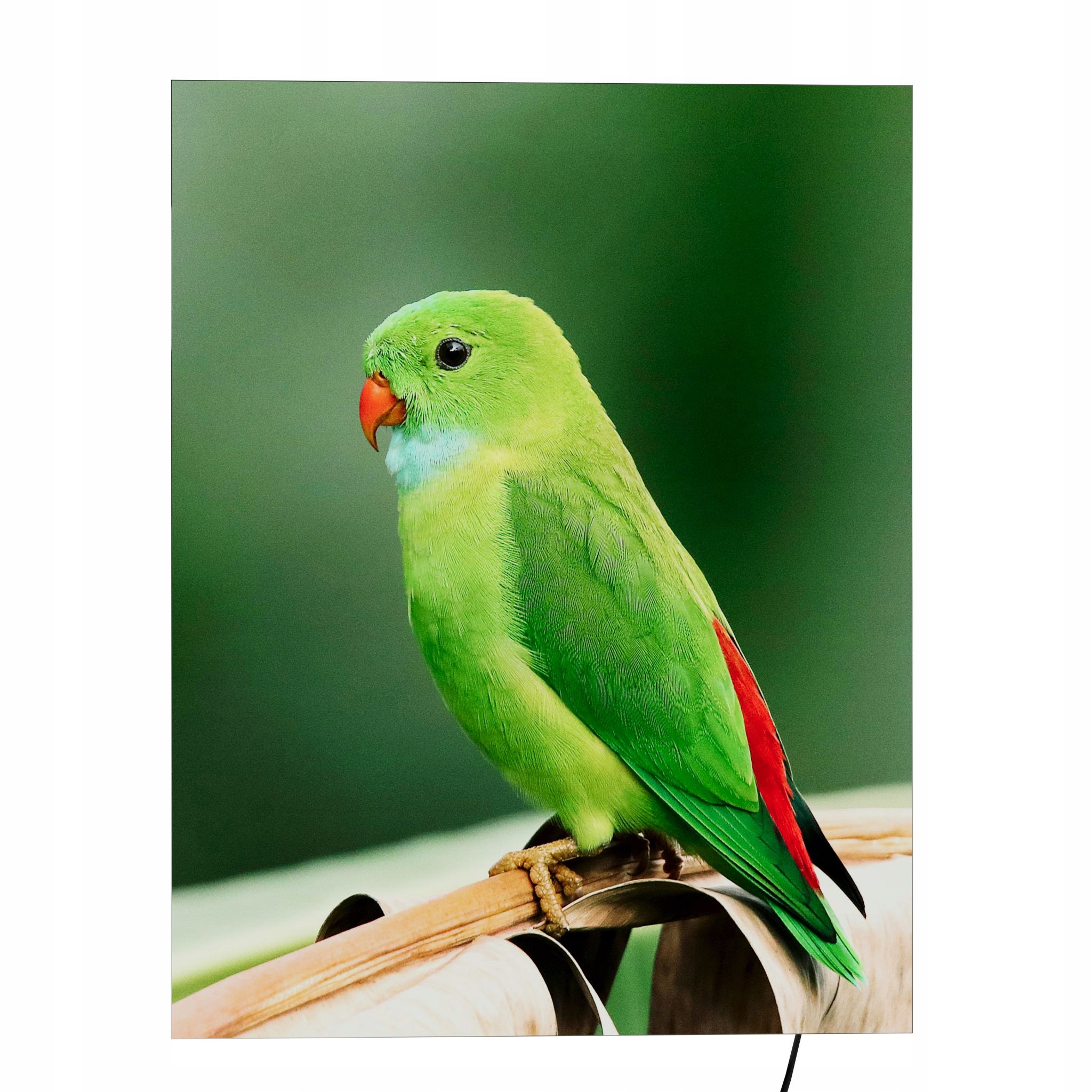 Led nástenná kazeta s podsvieteným obrazom na stenu 46 cm x 75 cm papagáj
