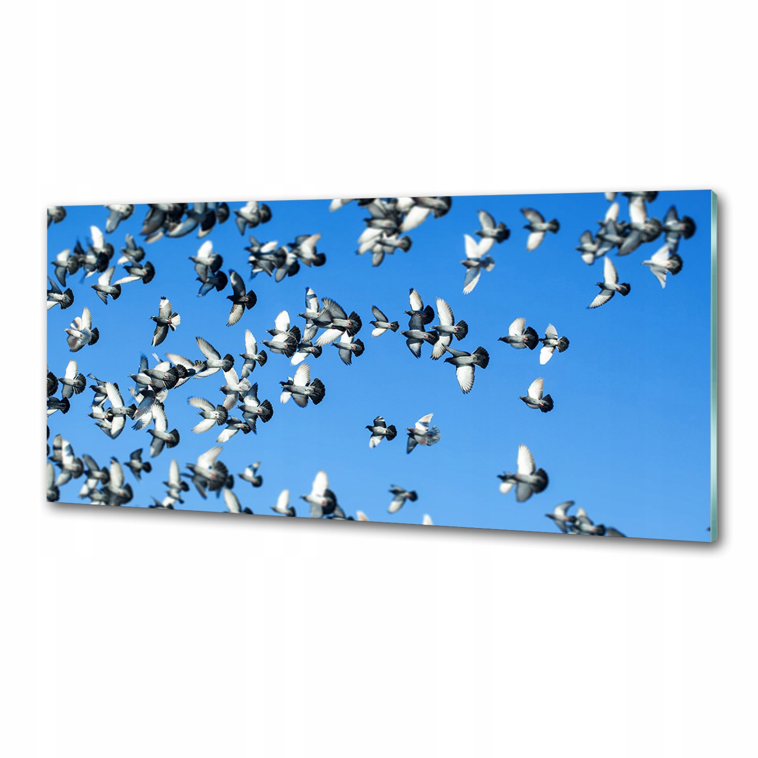 Dekoračný panel zo skla Stádo holubov 125 x 50 cm Lepidlo