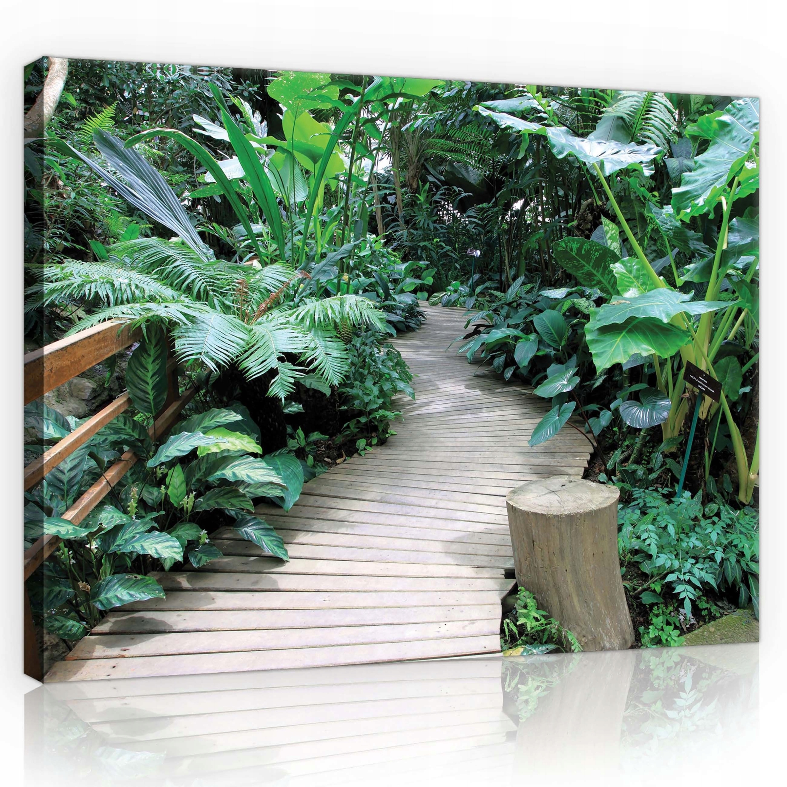 Obraz 80x60 Tropická svěží zelená dřevěná stezka příroda klid les