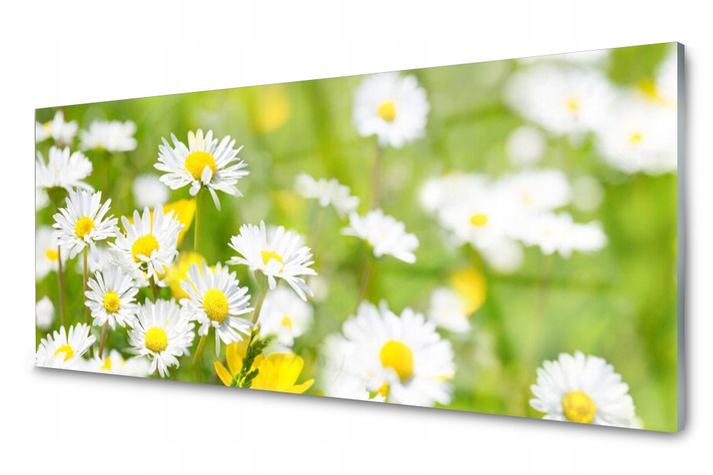 Skleněný panel do kuchyně Sedmikráska Květina 125x50