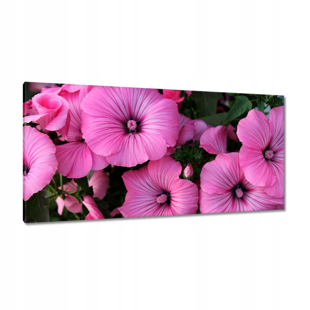 Obrazy 115x55 Fialové květy