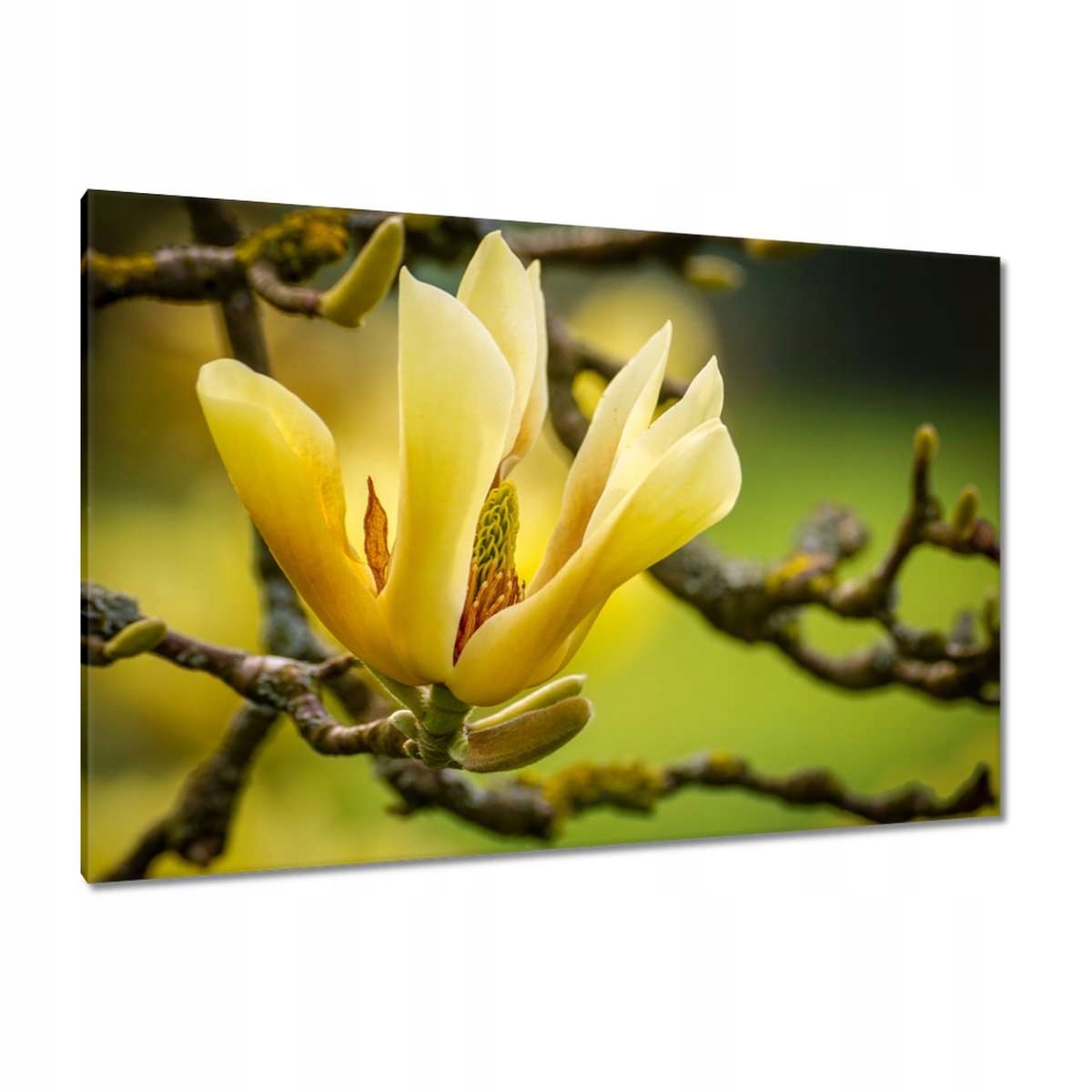 Obrazy 120x80 Květiny Květiny
