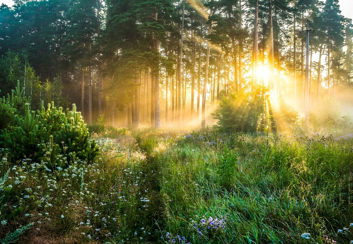 

Fototapeta Flizelinowa Las 152x104