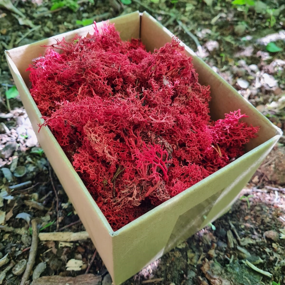 MECH CHROBOTEK RENIFEROWY NATURALNY CZERWONY 100g Marka bez marki