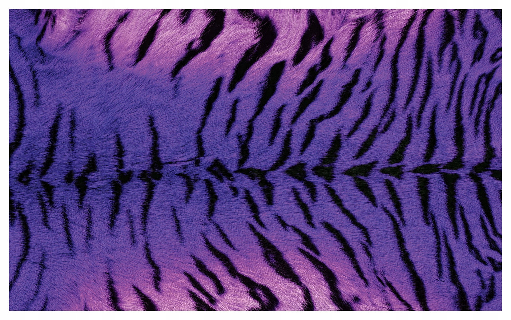 Fototapeta Tigrie pruhy fialový vinylový gradient 208x146 lepidlo