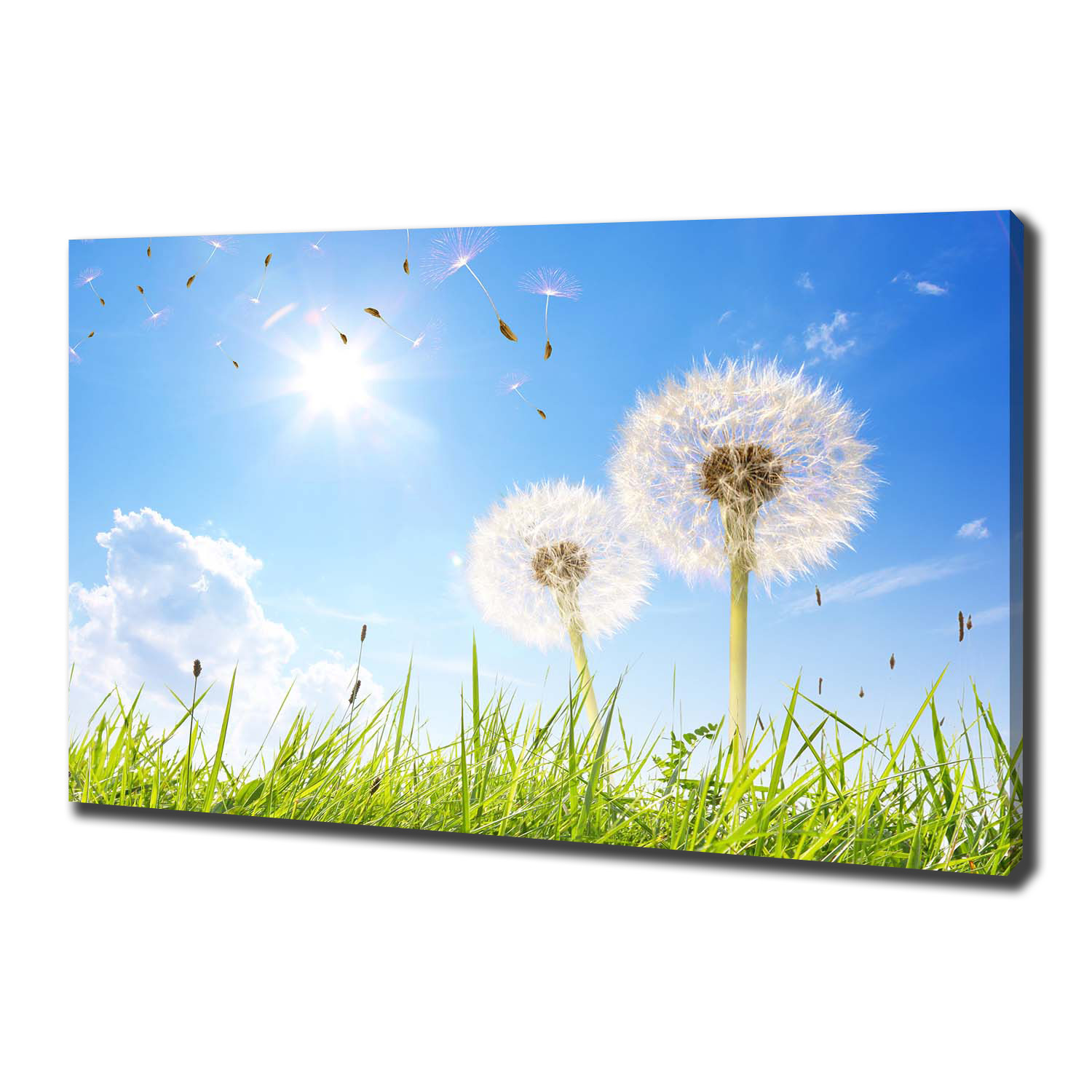 

Foto obraz canvas na ścianę Dmuchawce 100x70 cm