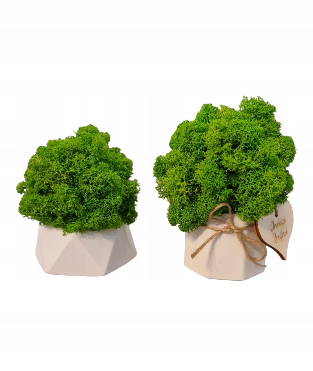 Zestaw Prezentowy Chrobotkowy las