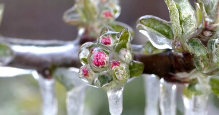 STYMULATOR WZROSTU ASAHI SL 0.5L ZWIĘKSZA PLON POPRAWIA ODPORNOŚĆ ROŚLIN Producent UPL