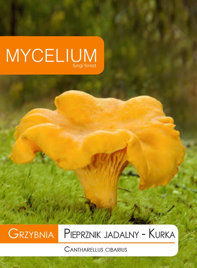 

Grzybnia Kurka, Pieprznik Jadalny Grzyby Leśne