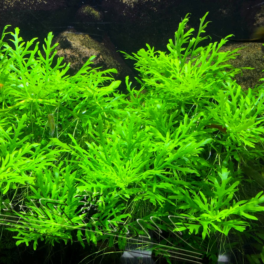 Hygrophila difformis synema (Nadwódka zmienna)- RA koszyk XXL