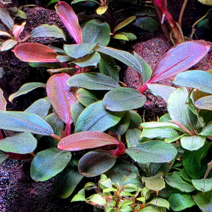 Bucephalandra sordidula Blue - TROPICA (koszyk)