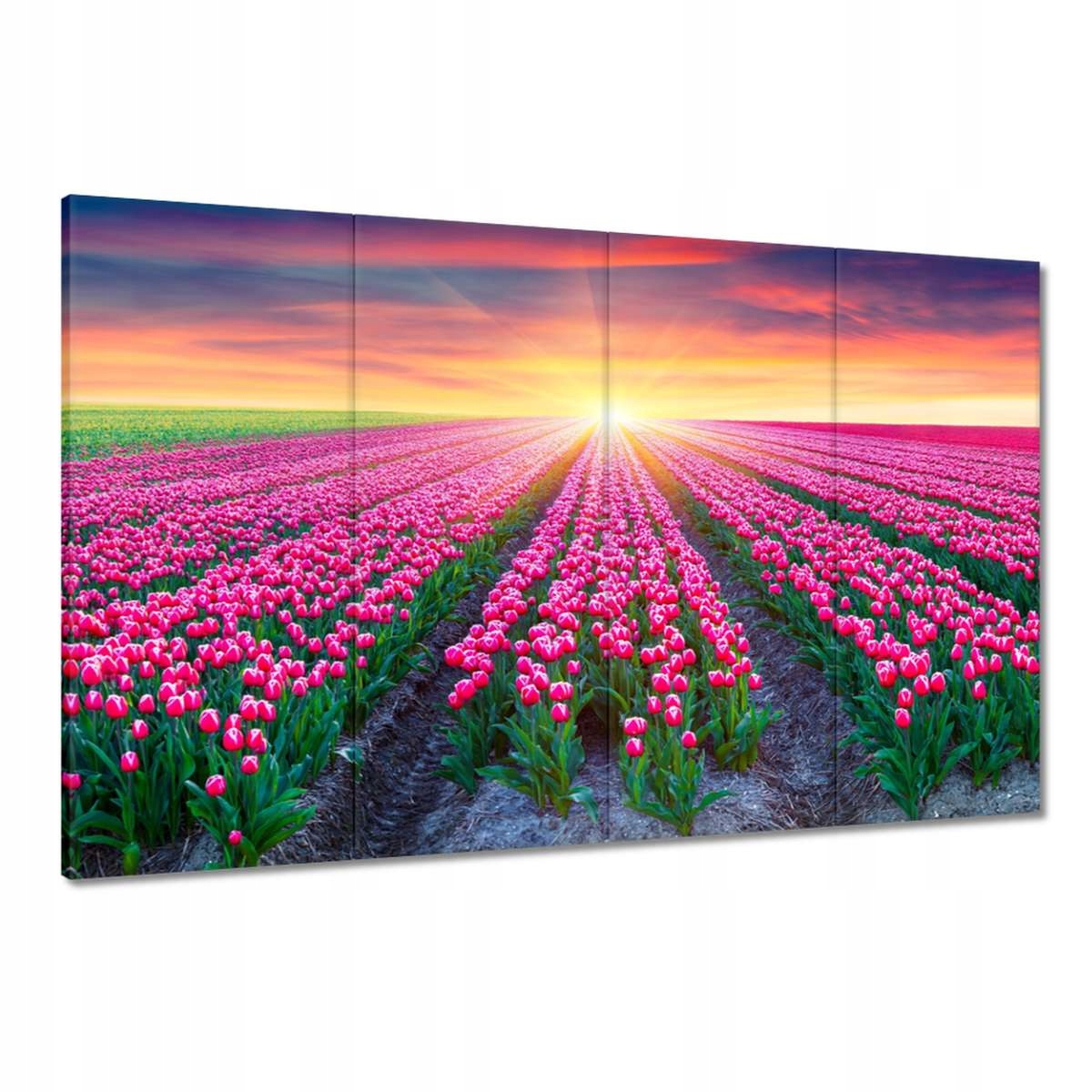 Obrazy 120x80 Moře tulipánů Tulipány