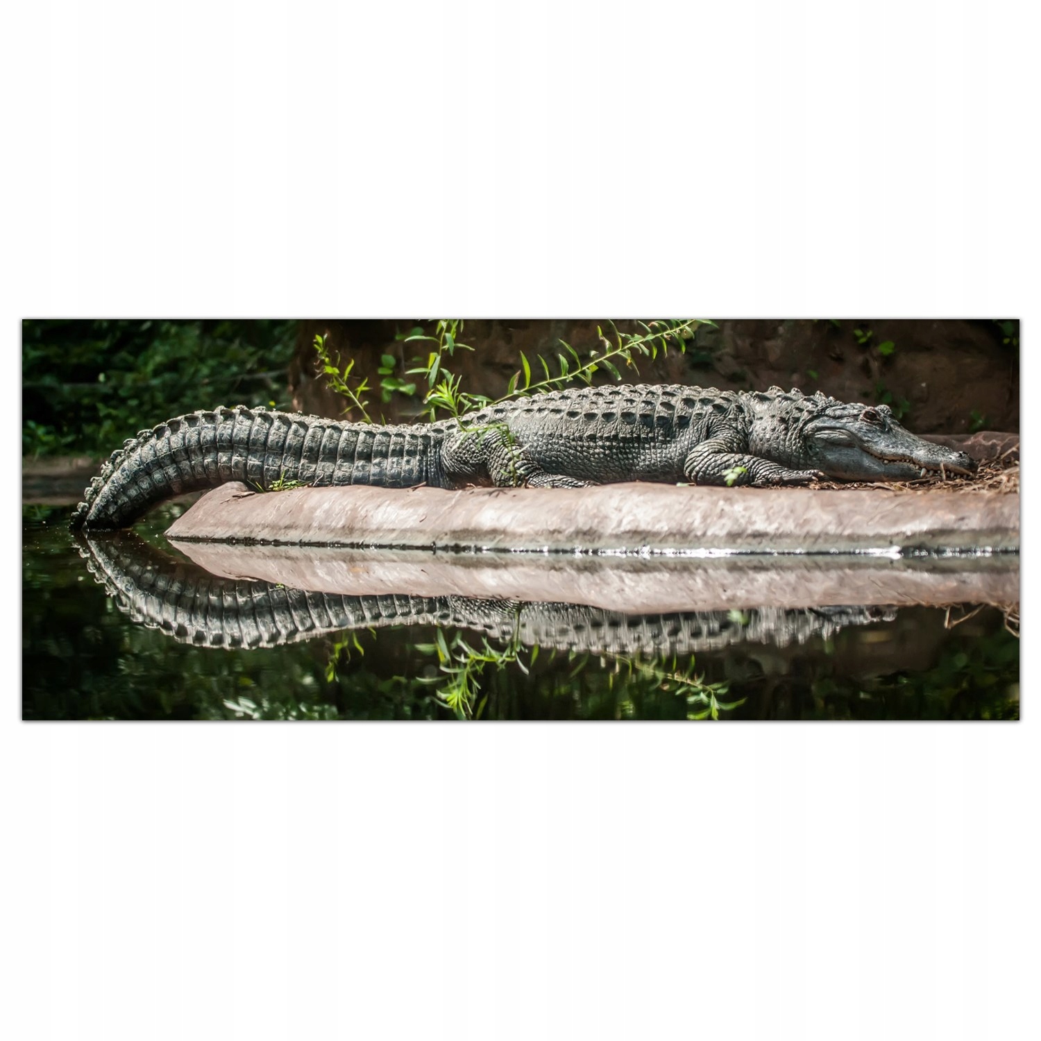 

Obraz na szkle Foto Krokodyl Dżungla Las 125x50