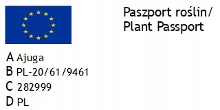 DĄBRÓWKA ROZŁOGOWA PRINCESS NADIA SADZONKI