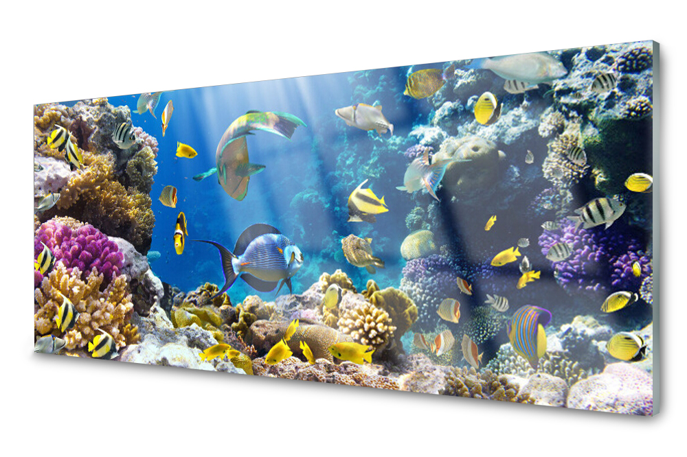 Sklenený panel do kuchyne Koralový útes 125x50