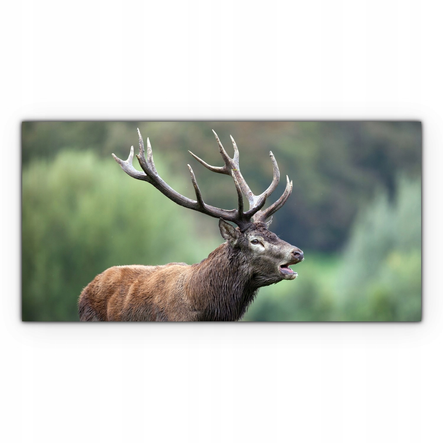 

Canvas na ramie ścienny 120x60 Jeleń Las Zwierzę